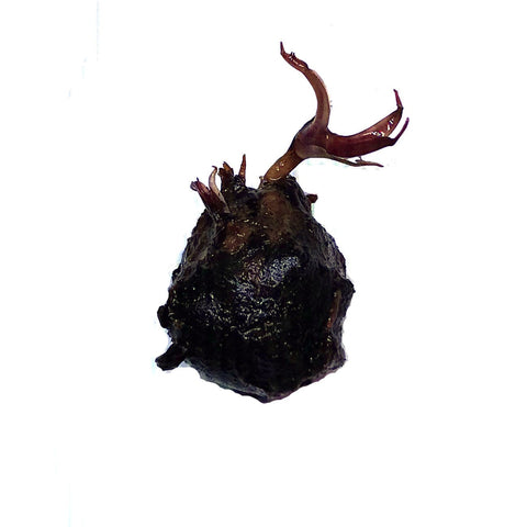 Tiger Lotus Bulb - Big Kahuna Tropical Fish