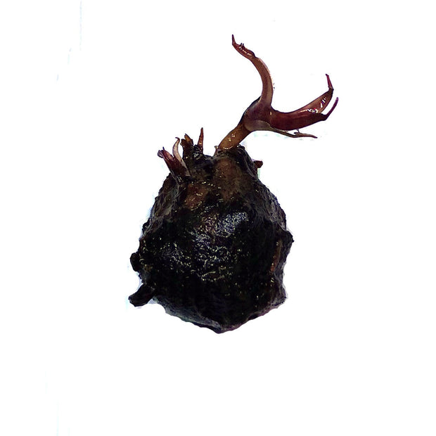 Tiger Lotus Bulb - Big Kahuna Tropical Fish
