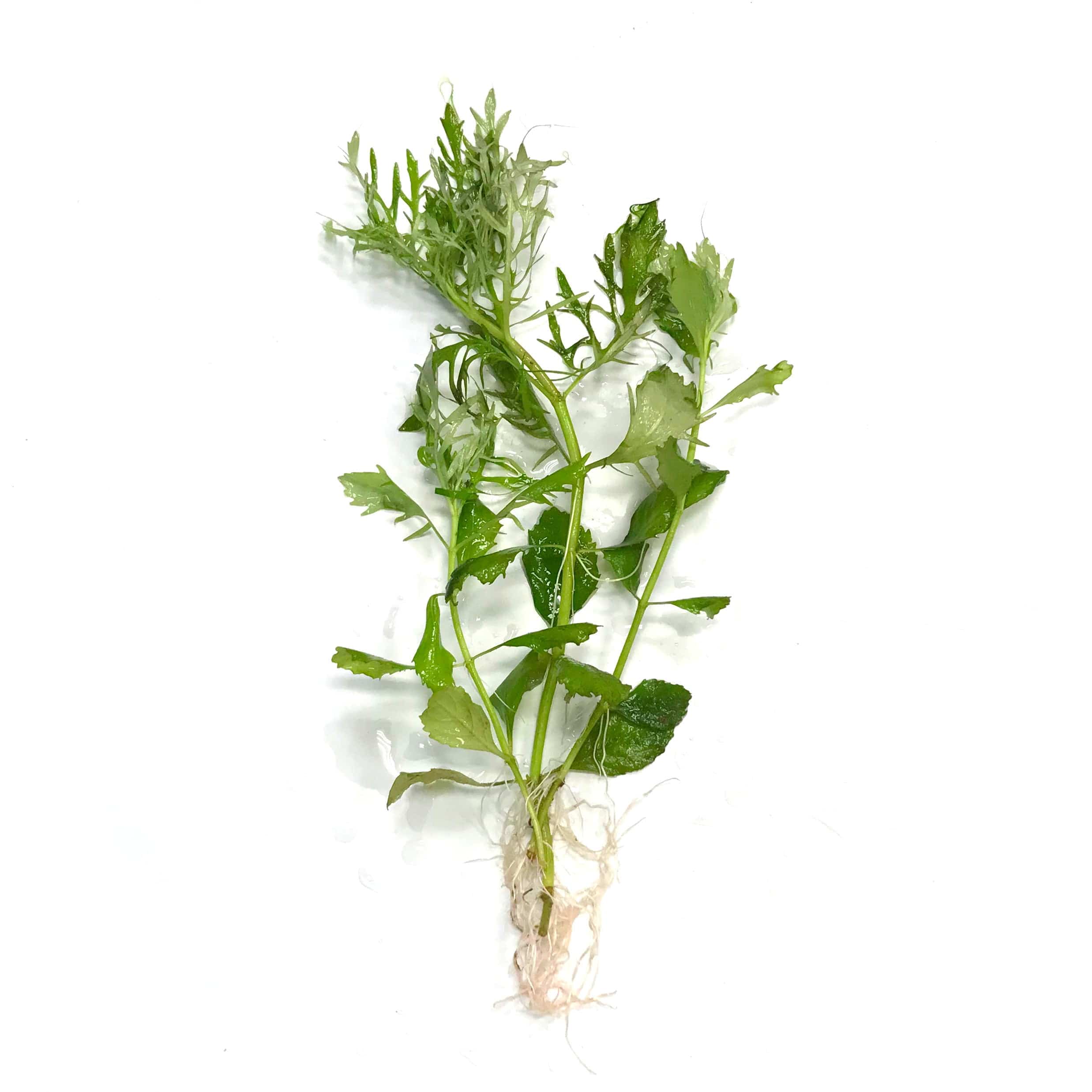 Wisteria (Hygrophila difformis) - Big Kahuna Tropical Fish